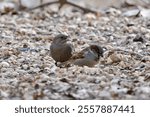 Male House Sparrow (Passer domesticus) and female Brown-headed Cowbird (Molothrus ater) foraging on ground at Colonel Samuel Smith Park during Winter