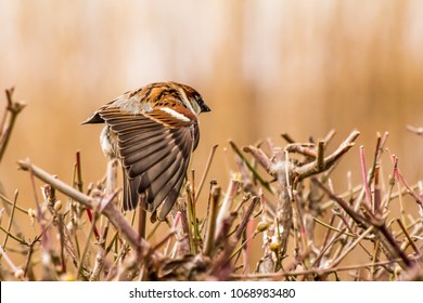 Male house sparrow or Passer domesticus is a bird of the sparrow family Passeridae, found in most parts of the world