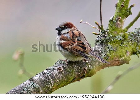 Male house sparrow, Passer domesticus, perched on a tree branch. Bird sitting on a conifer in summer. Alerted wild animal.
