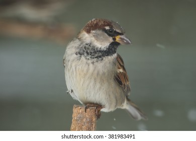 A Male House Sparrow Perched In Northern Lexington, Kentucky.