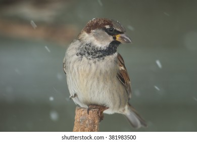 A Male House Sparrow Perched In Northern Lexington, Kentucky.