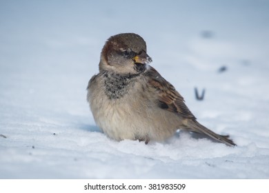 A Male House Sparrow Perched In Northern Lexington, Kentucky.