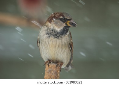 A Male House Sparrow Perched In Northern Lexington, Kentucky.