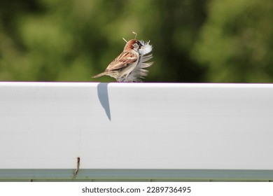 A male house sparrow perched on a fence carrying nesting material. - Powered by Shutterstock