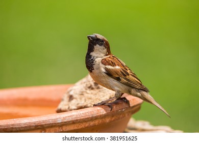 A Male House Sparrow Perched On A Birdbath In Northern Lexington, Kentucky.