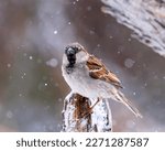 A male House Sparrow perches in a snowstorm.