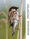 Male House Sparrow spotted in Father Collins Park, Dublin. Feeds on seeds, insects, and crumbs. Commonly found in urban areas, parks, and gardens across Europe, Asia, and North America.