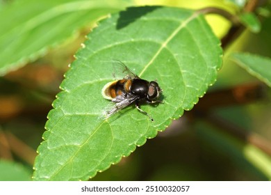 Male hover fly Furry Drone Fly, Eristalis intricaria , family hoverflies (Syrphidae). On a leaf in a Dutch garden, summer, August	                                - Powered by Shutterstock