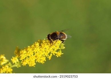 Male hoverfly Furry Drone Fly, Eristalis intricaria, family hoverflies (Syrphidae) on flowers of Canadian goldenrod (Solidago Canadensis). Netherlands, late summer, September                           - Powered by Shutterstock