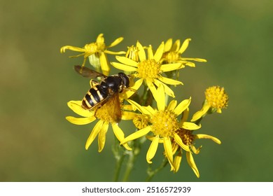 Male hoverfly, Yellow-barred Pond Fly, Sericomyia silentis, family Syrphidae on the flower of ragwort (Jacobaea vulgaris, Senecio jacobaea). Dutch garden. Netherlands, September                        - Powered by Shutterstock