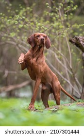 A male Hungarian Vizsla dog posing among green grass and white flowers against the backdrop of a lush spring forest. Paws in the air