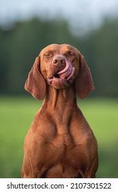 Male Hungarian Vizsla dog in the rays of the setting sun against the backdrop of a green forest. Close up portrait. Dog posing. Dog emotions. Licking lips. The eyes are closed