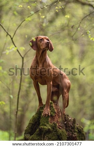 A male Hungarian Vizsla dog standing on a fallen tree against the backdrop of a lush spring forest. Looking away