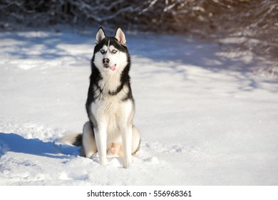 what is the coldest temperature a siberian husky can withstand