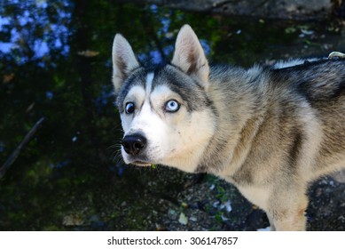 are people scared of huskies