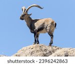 Male Iberian ibex (Capra Pirenayca Victoriae) in the Sierra de Gredos, Spain