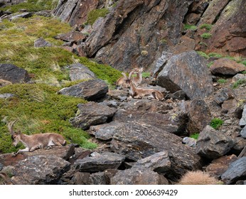 Male ibex (Capra pyrenaica) in the high mountains. Hunting. - Shutterstock ID 2006639429
