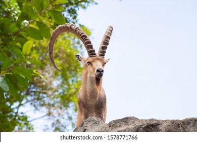 Male Ibex on a cliff looking straight into the camera and showing full large horns and beard against blue sky