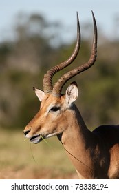 Male Impala Antelope With Long Curved Horns Eating Grass