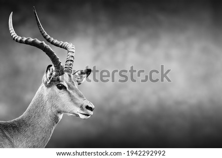 Male impala facial portrait in black and white with text space. Aepyceros melampus