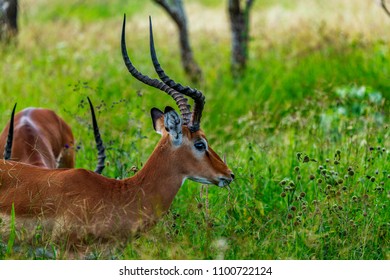 1,478 Impalas eating grass Images, Stock Photos & Vectors | Shutterstock