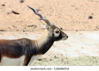 Male Indian Blackbuck Stock Photo 1186086916 | Shutterstock