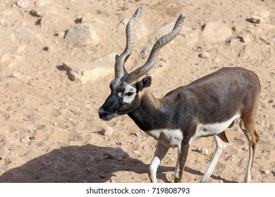 Male Indian Blackbuck Stock Photo 719808793 | Shutterstock