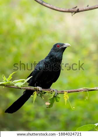 A male Indian Koel bird perched on a branch in the arid jungles on the outskirts of Bangalore in November 2020