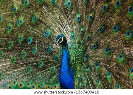 Male Indian Peacock displaying spread feathers