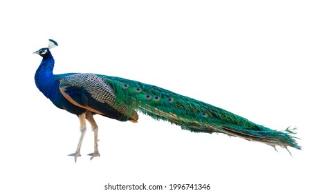 727 Front view peacock Images, Stock Photos & Vectors | Shutterstock