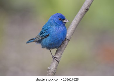 Male Indigo Bunting