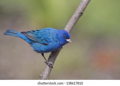 Male Indigo Bunting On Perch