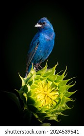 Male Indigo Bunting On Sunflower