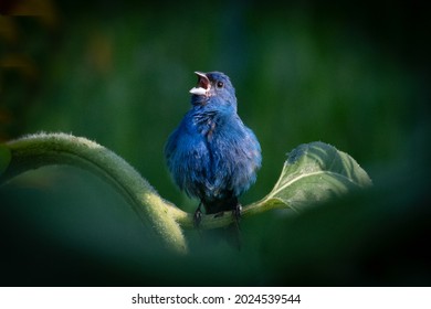 Male Indigo Bunting On Sunflower