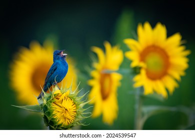 Male Indigo Bunting On Sunflower