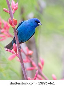 A male Indigo Bunting (Passerina cyanea) perched on a Yucca plant in the Texas Hill Country
