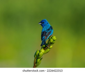 Male Indigo Bunting Perched on Green Plant