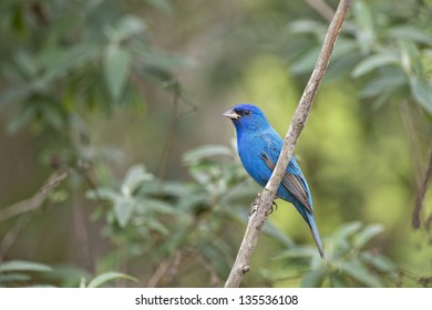 Male Indigo Bunting In Thicket