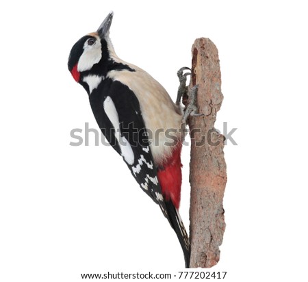 male isolate Great spotted woodpecker