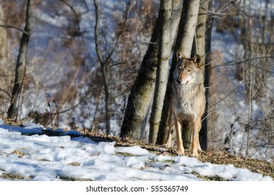 Male Italian Wolf Canis Lupus Italicus Stock Photo 555365749 | Shutterstock