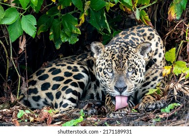 A male jaguar is licking his front paw while lying down in his natural habitat on the river bank in the Pantanal, State of Mato Grosso, Brazil