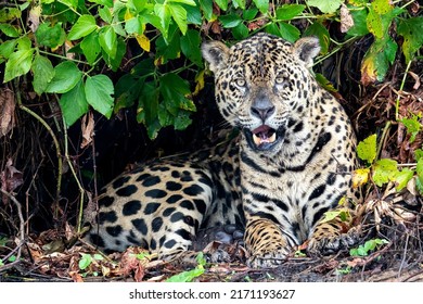 A Male Jaguar Is Showing His Teeth While He Is In His Natural Habitat On The River Bank In The Pantanal, State Of Mato Grosso, Brazil