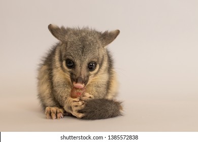 Male Juvenile Brushtail Possum Eating