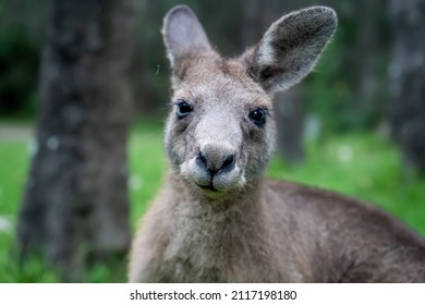 Male kangaroo close up portrait in the bush. Australian wildlife marsupial animals. Selective focus