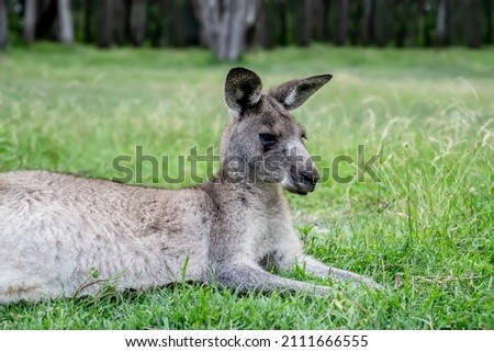 Male kangaroo laying on the green grass in the bush. Australian wildlife marsupial animals