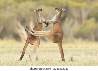 Male kangaroos fight for mating rights with female kangaroos. Kangaroos use their strong tail and hind legs to stand up and fight.  - Shutterstock ID 2243632031