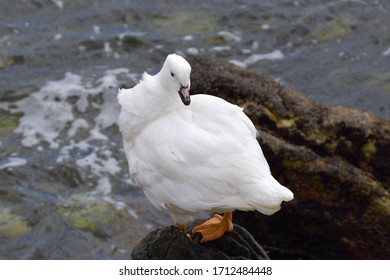 Male Kelp Goose In East Falkland