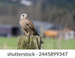 Male Kestrel, Falco Tinnunculus, perched on a gate post
