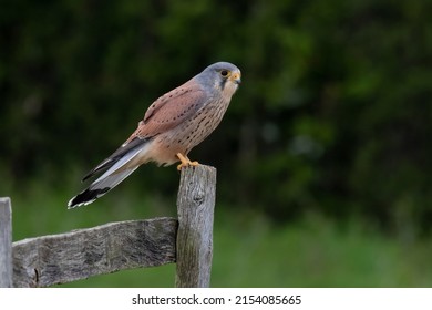 A Male Kestrel Perched On A Old Wooden Fence Post