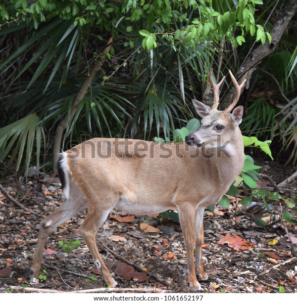 Male Key deer in\
forest, the Florida Keys.